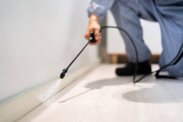 Rodent Entry Point Assessment in Hampton Bays