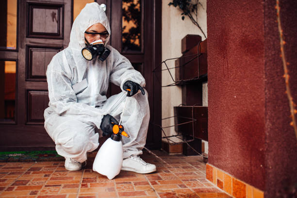 Attic and Crawl Space Rodent Treatment in Hampton Bays
