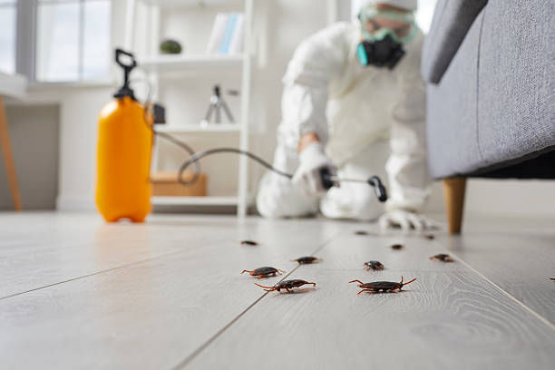 Commercial Rodent Management in Hampton Bays